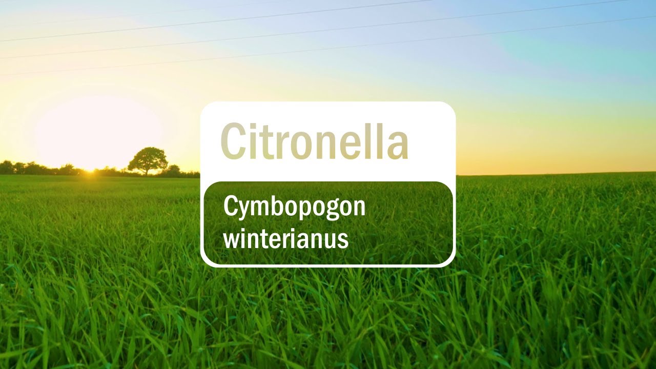 Cum poți folosi uleiul esențial de Citronella doTERRA