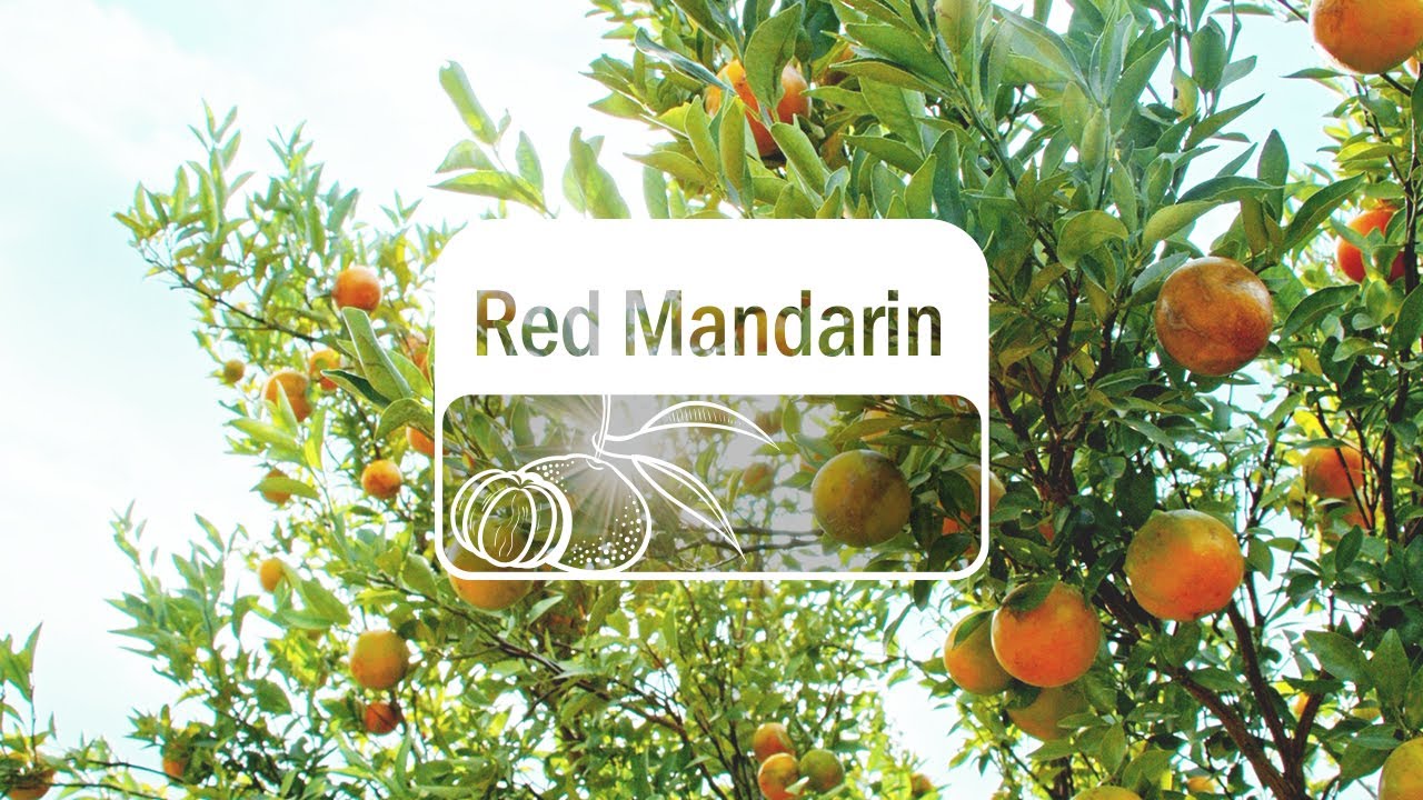 doTERRA Red Mandarin (Translated Subtitles)