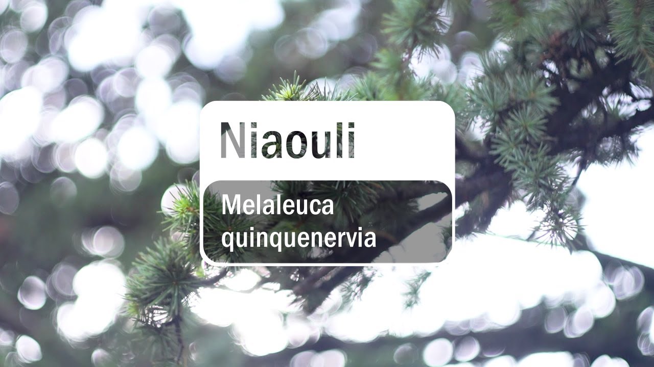 doTERRA Niaouli (15ml) - (Translated Subtitles)
