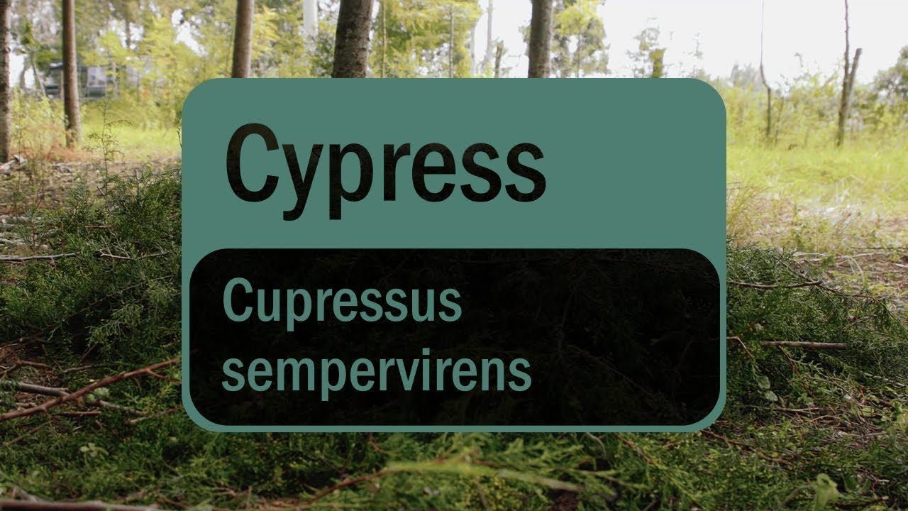 Uleiul esențial de Chiparos (Cypress) |Povestea sursei doTERRA