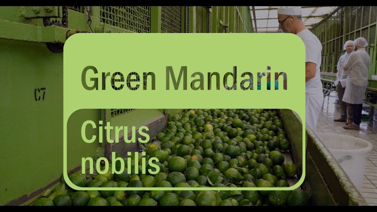 Uleiul esențial de Mandarină Verde (Green Mandarin) doTERRA