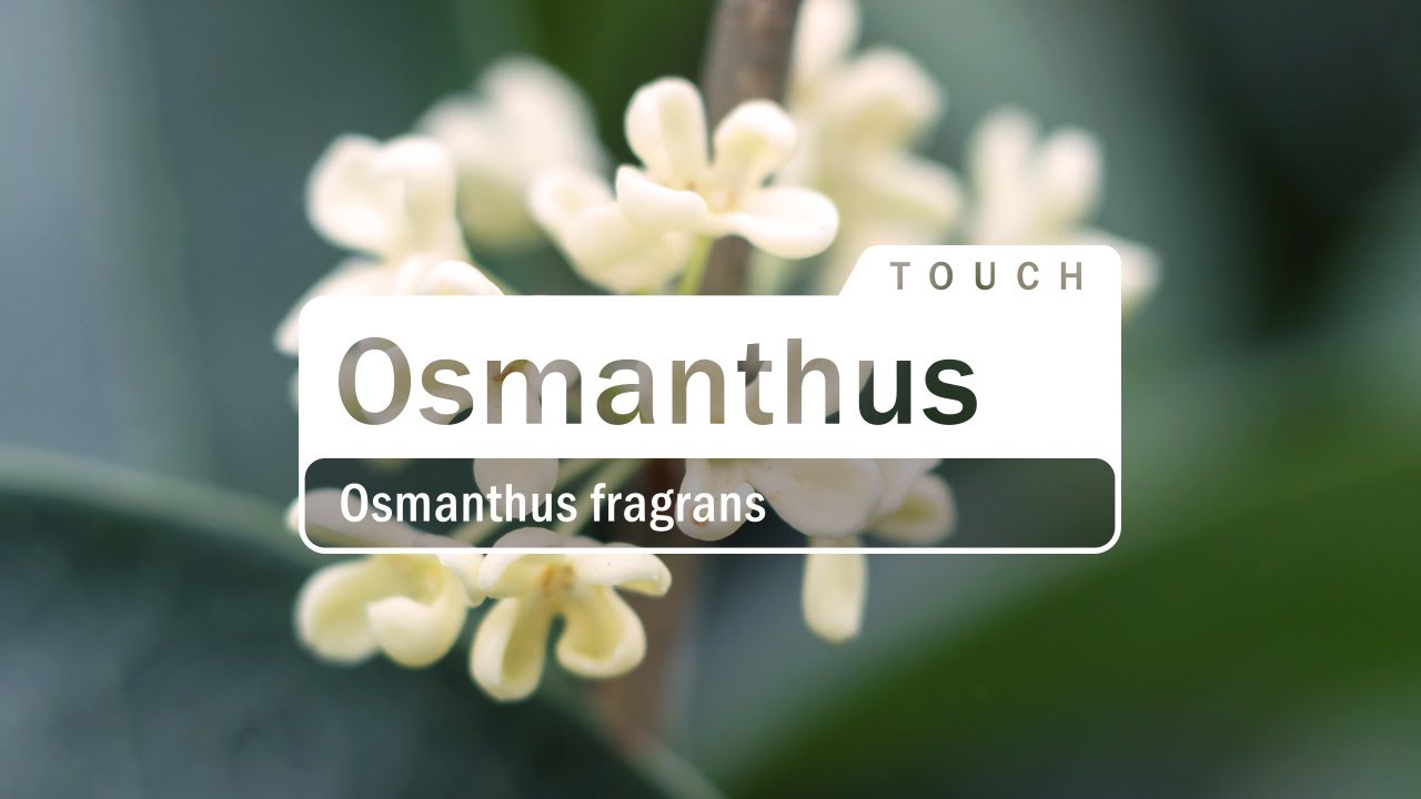 doTERRA Osmanthus Touch (Translated Subtitles)