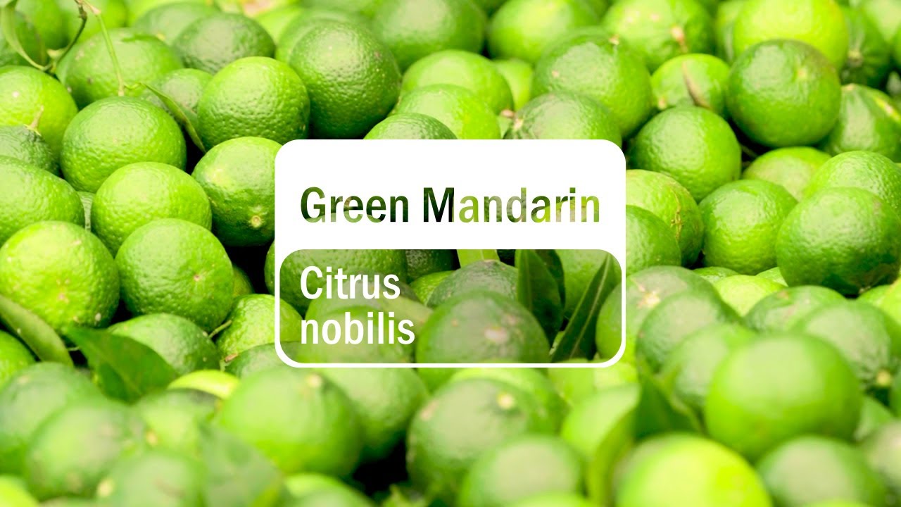 The Journey to doTERRA Green Mandarin Essential Oil