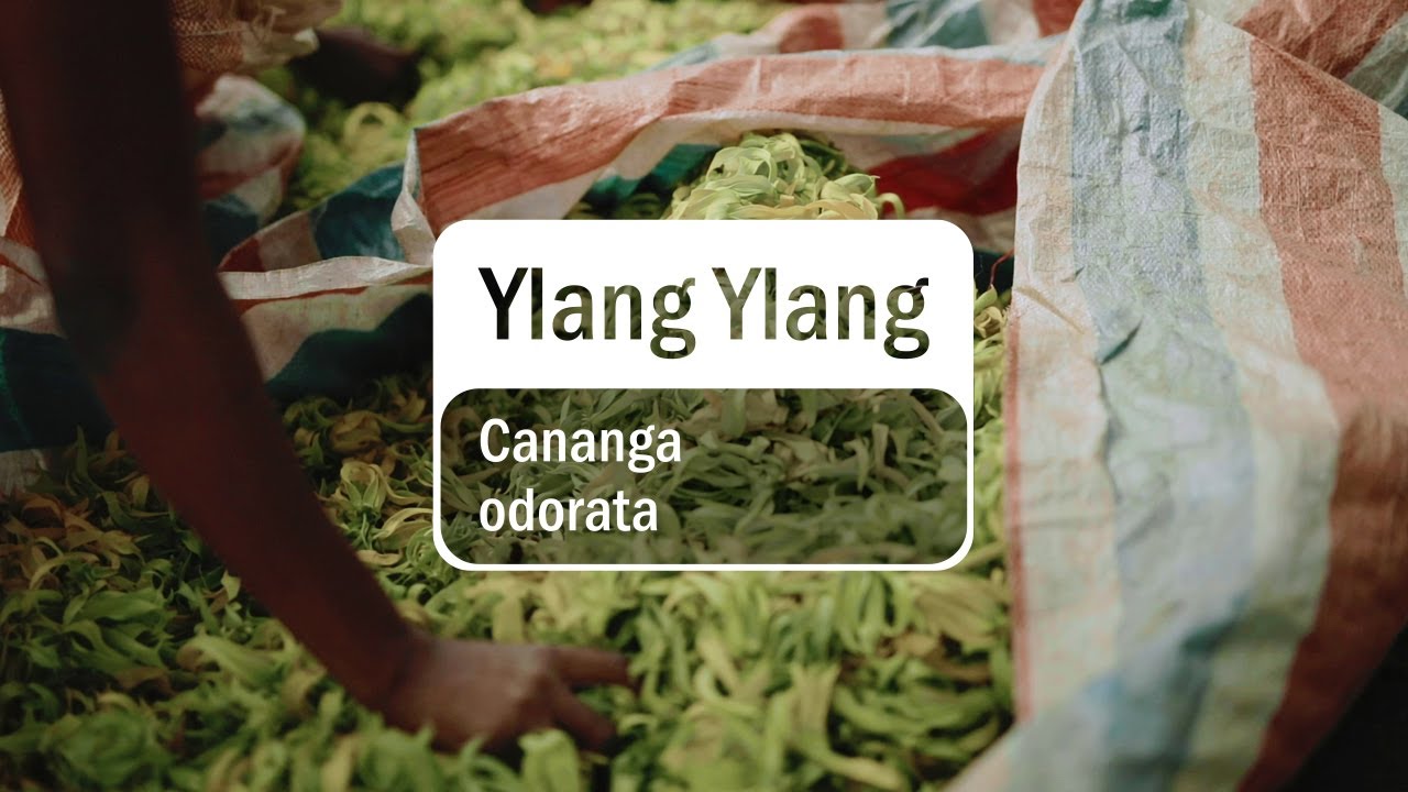 Uleiul esențial de Ylang Ylang  |Povestea sursei doTERRA