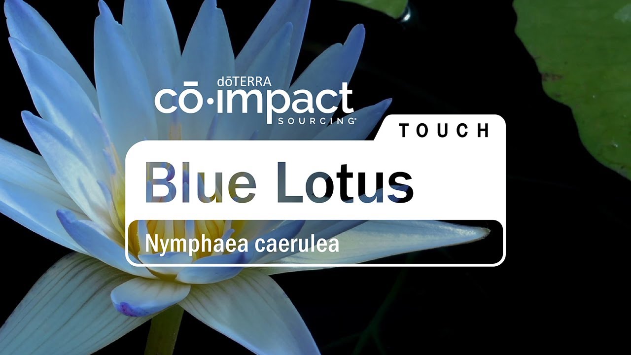 Co-Impact Sourcing: Blue Lotus