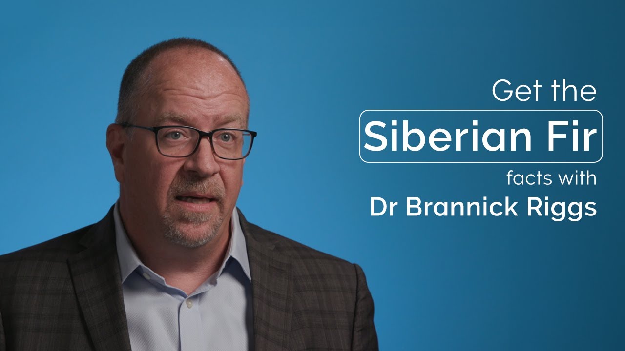 Get the Siberian Fir Facts with Dr Brannick Riggs