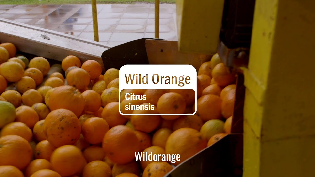 Wild Orange Essential Oil | doTERRA Behind the Bottle (deutsch)