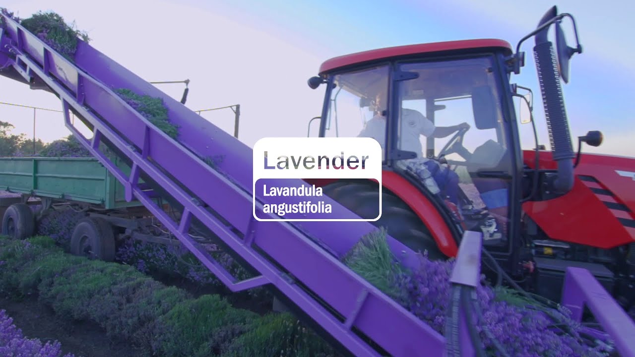 Uleiul esențial de Levănțică (Lavender) doTERRA | Povestea din spatele sticluței