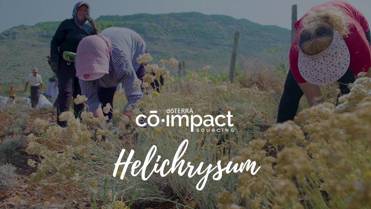 Co-Impact Sourcing: Helichrysum