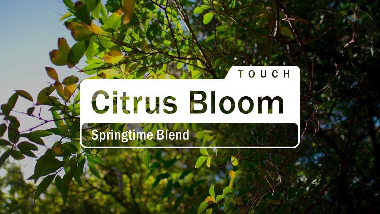 doTERRA Citrus Bloom Touch (Translated Subtitles)