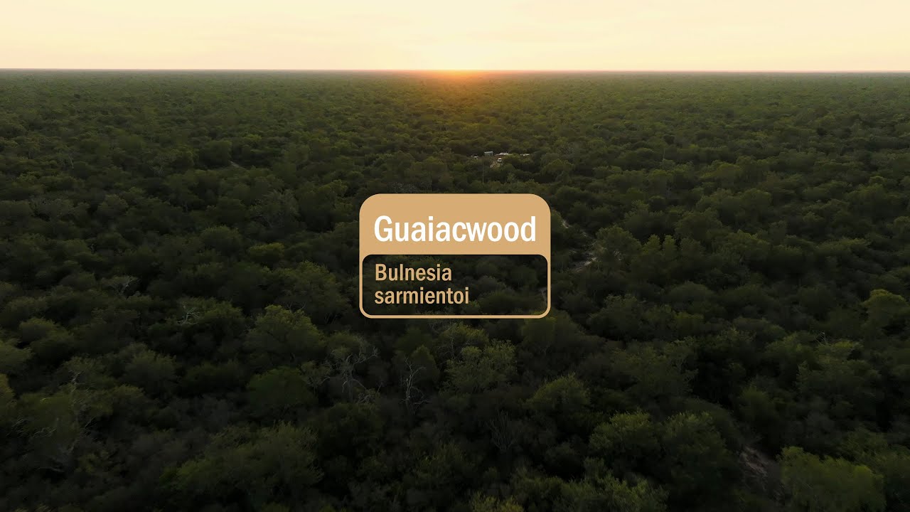 Uleiul esențial de Guaiac (Guaiacwood) dōTERRA | Povestea din spatele sticluței