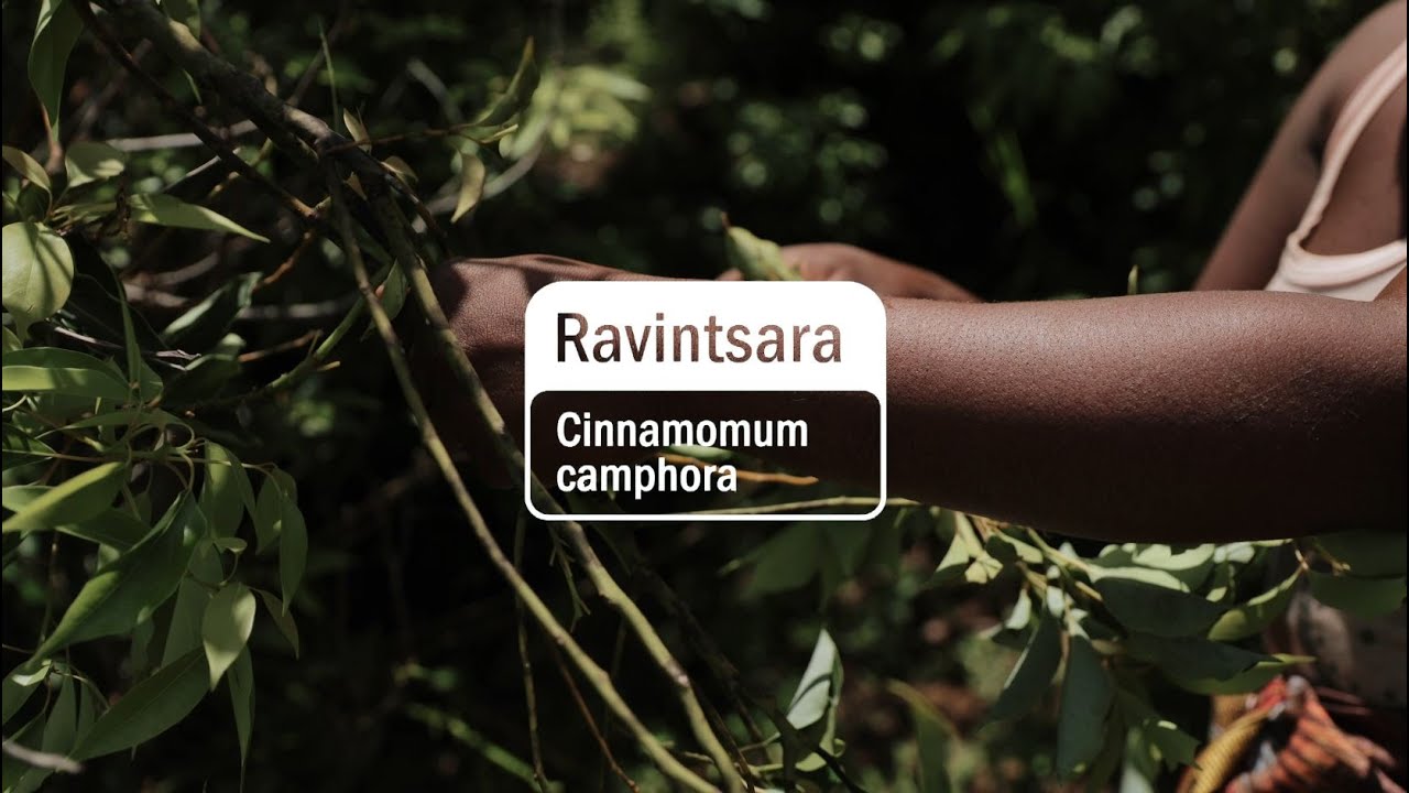 Ravintsara Essential Oil | dōTERRA Behind the Bottle (Translated Subtitles)