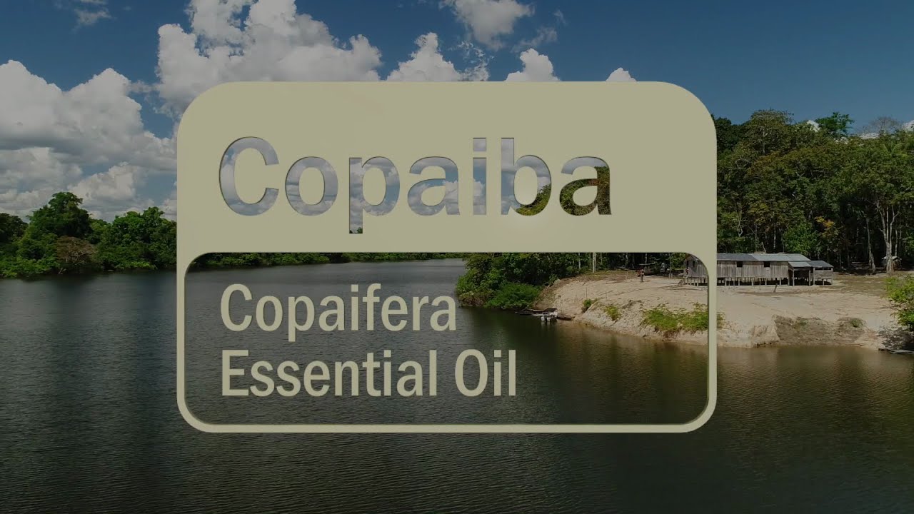 doTERRA Co-Impact Sourcing: Copaiba