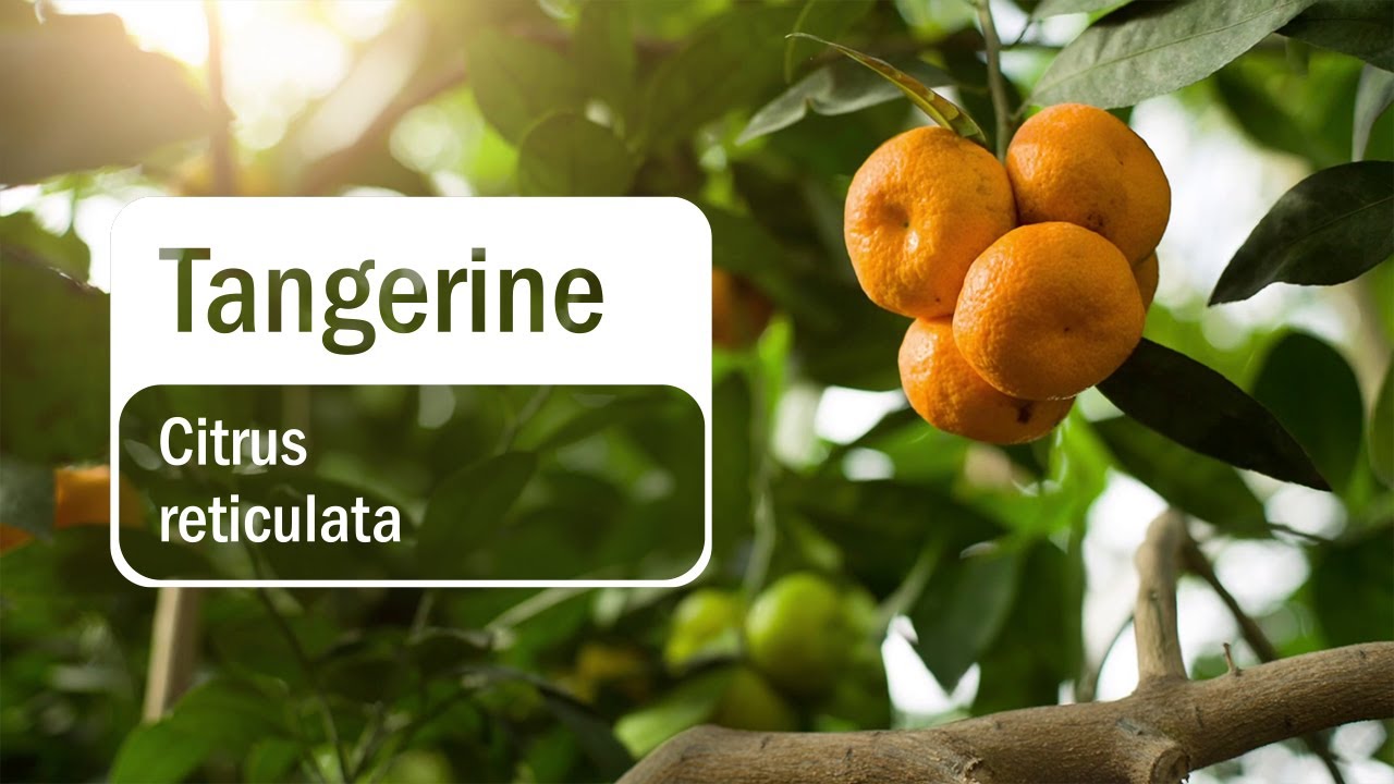doTERRA Tangerine Essential Oil (Translated Subtitles)