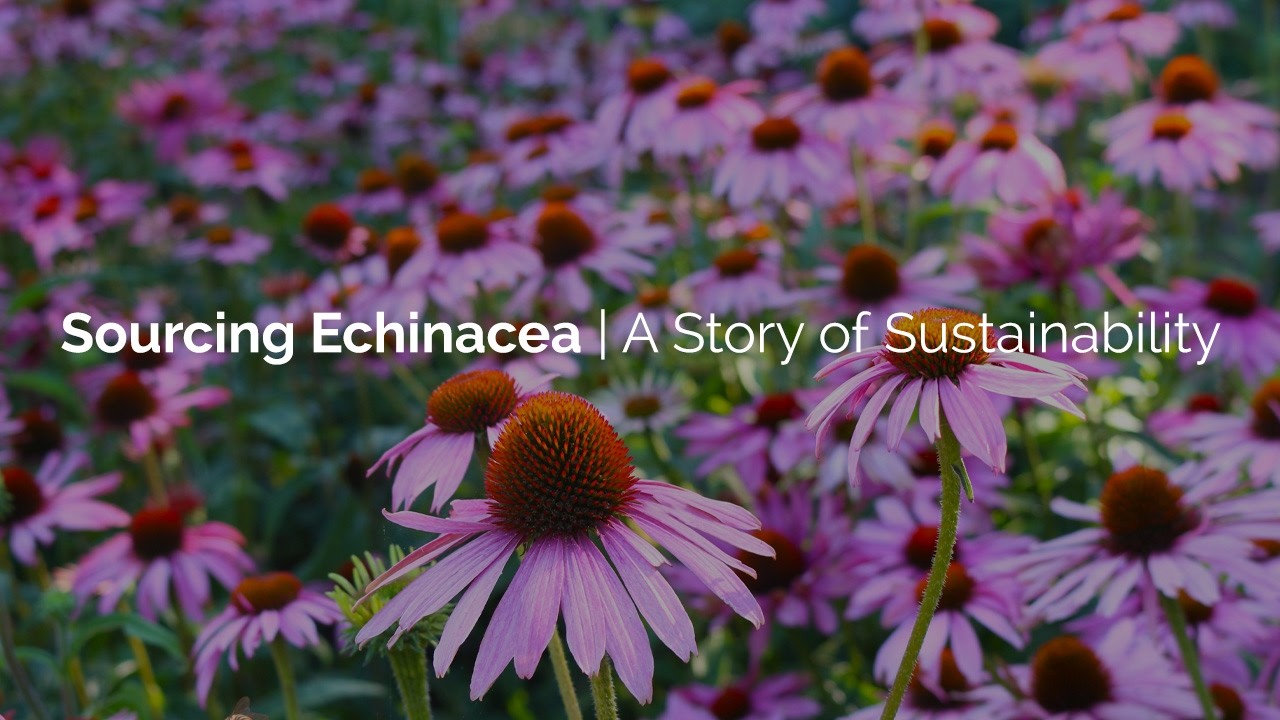 Sourcing Echinacea | A Story of Sustainability
