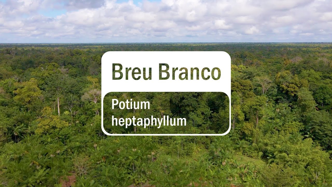 Discover how doTERRA Breu Branco is sourced (Translated Subtitles)