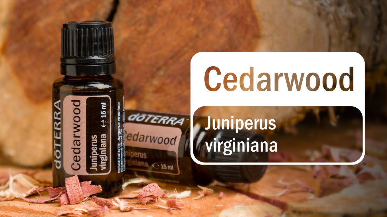 doTERRA Cedarwood (Translated Subtitles)