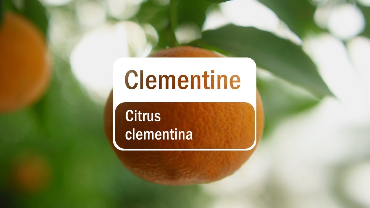 doTERRA Clementine (5ml)