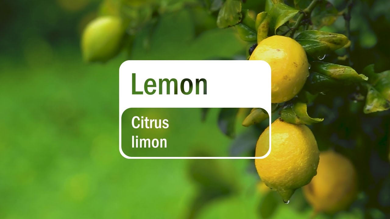 doTERRA Lemon (Translated Subtitles)