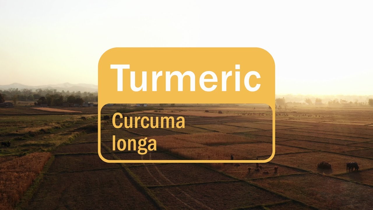 Co-Impact Sourcing: Turmeric in Nepal