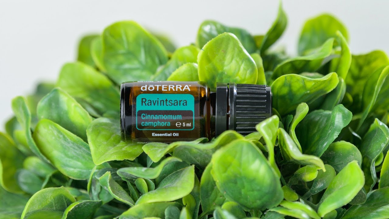 doTERRA - Uleiul esențial de Ravintsara (Cinnamomum camphora)