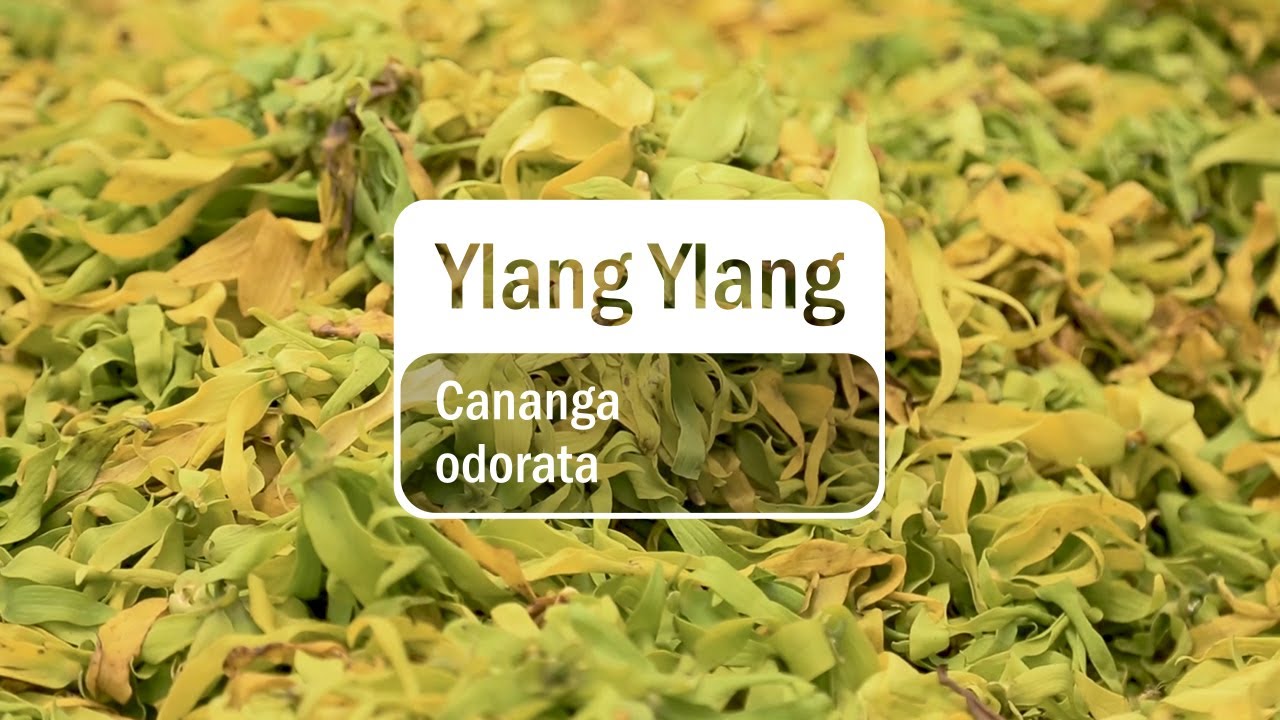 doTERRA Ylang Ylang (Translated Subtitles)