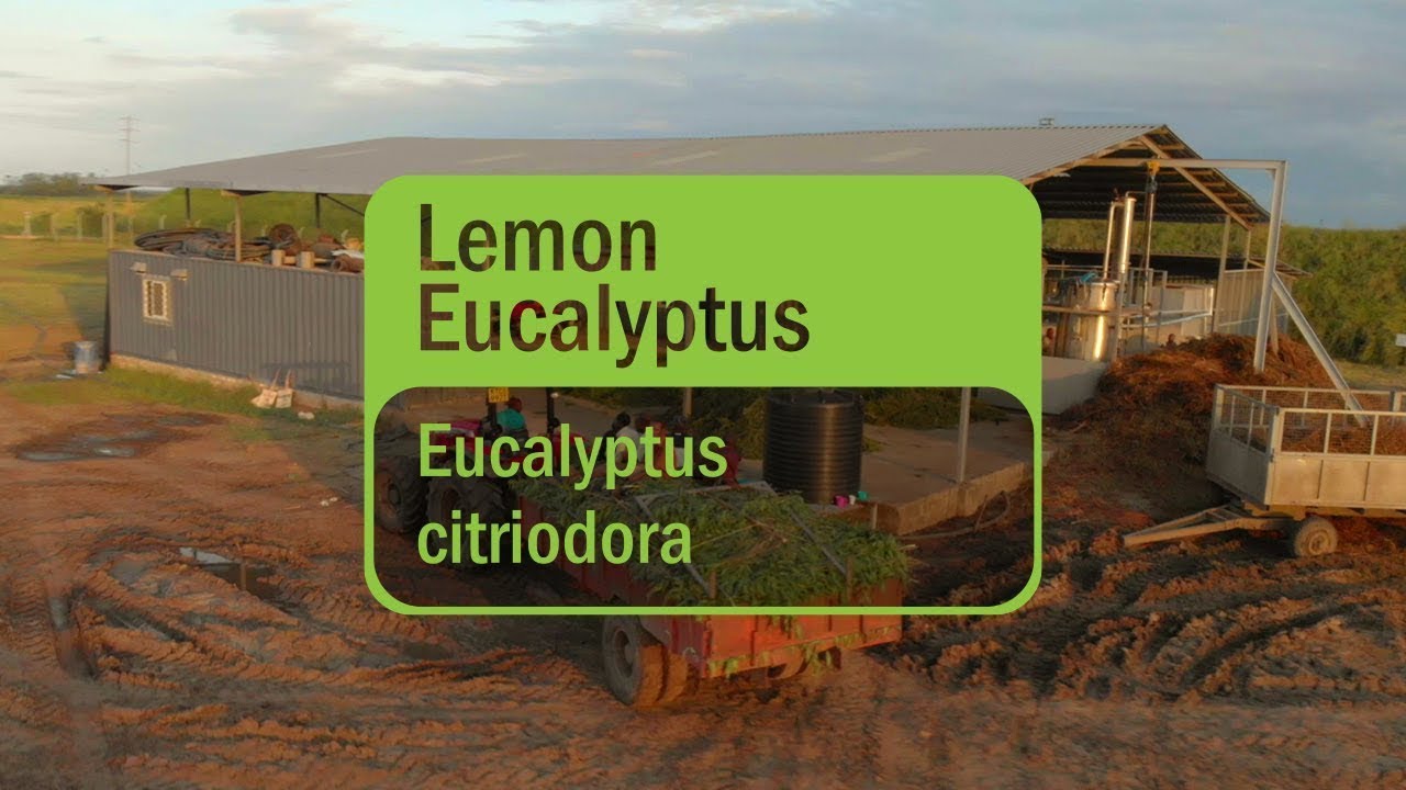 Uleiul esențial de Eucalipt Citronat  (Lemon Eucalyptus) doTERRA