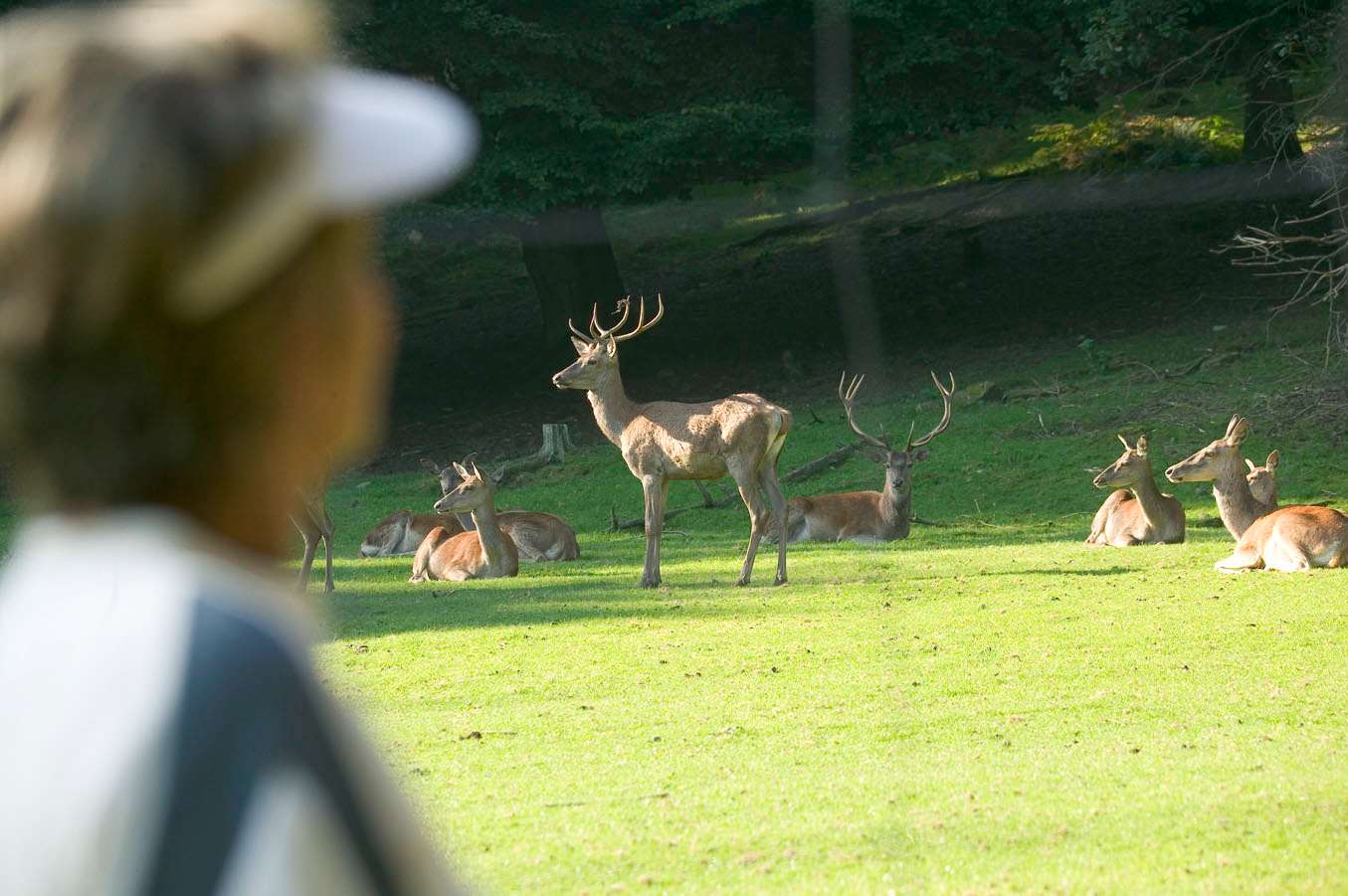 Wildpark im Bad Sodener Stadtwald