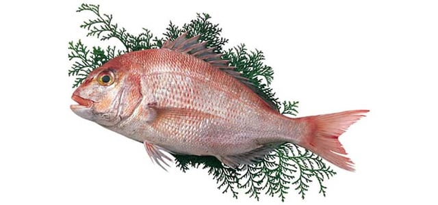 Tai Fish