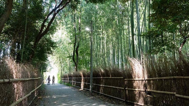 3149 arashiyama bamboo grove feature