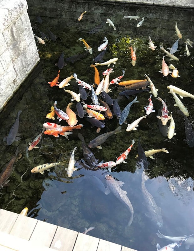 4100 shirotori garden fish