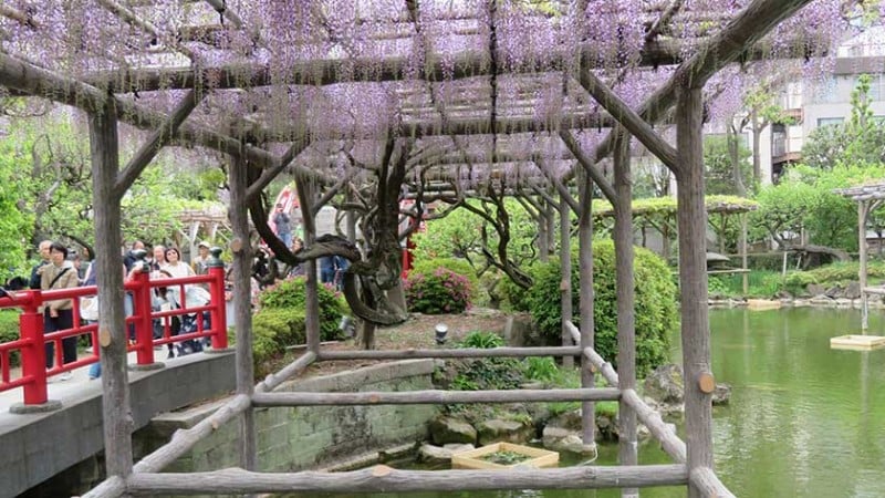 4146 kameido tenjin wisteria