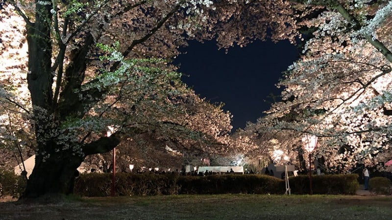 4171 hirosaki castle heart trees
