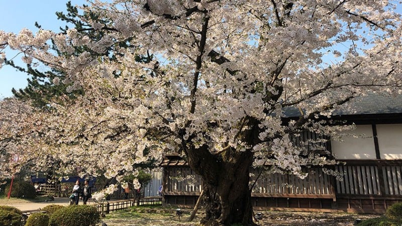 4171 hirosaki castle old cherry tree