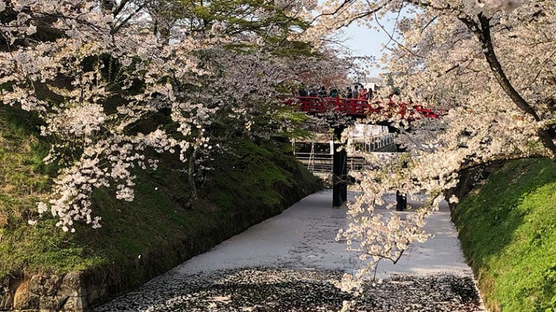 4171 hirosaki castle sakura moat