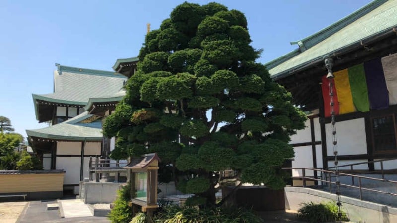 4366 zenyoji temple pine
