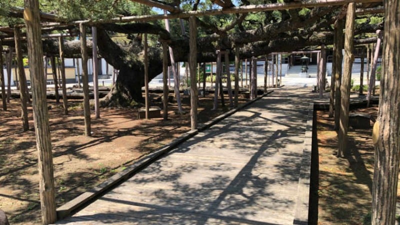 4366 zenyoji temple yogo no matsu path