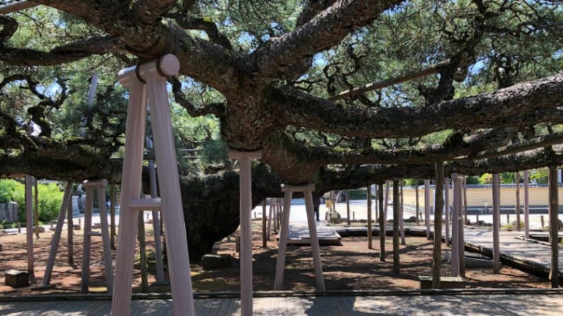 4366 zenyoji temple yogo no matsu