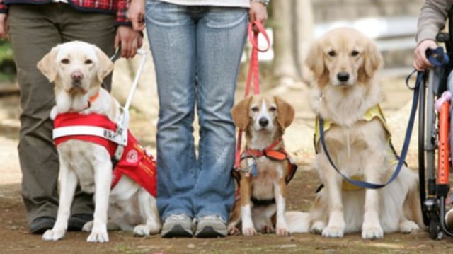Service Dogs and their owners