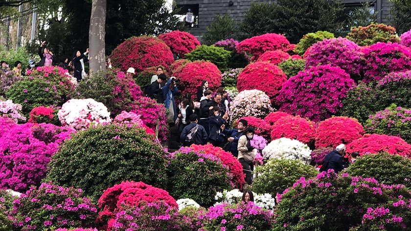 Azalea display on hill at Nezu Jinja