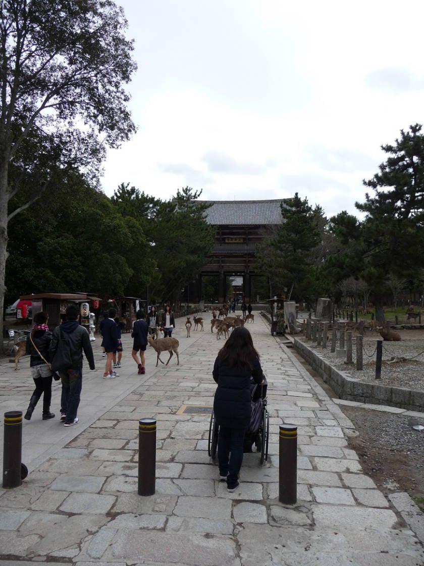 Wheelchair going through Nara Deer Park