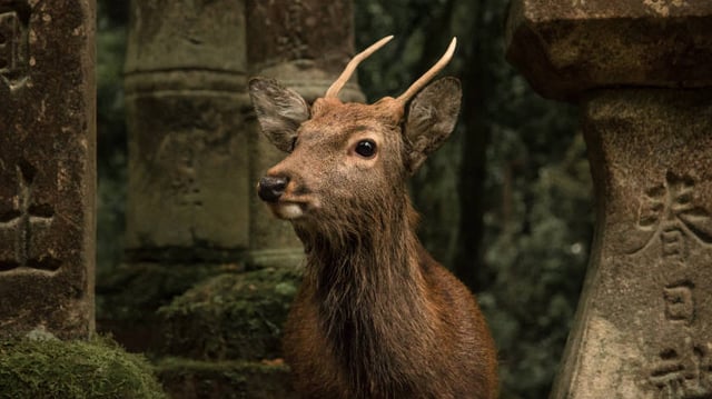 Deer in Nara