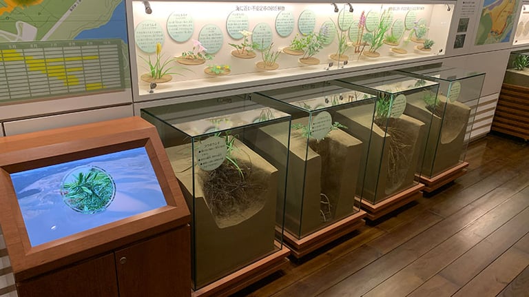 tottori sand dunes plants display 768x432