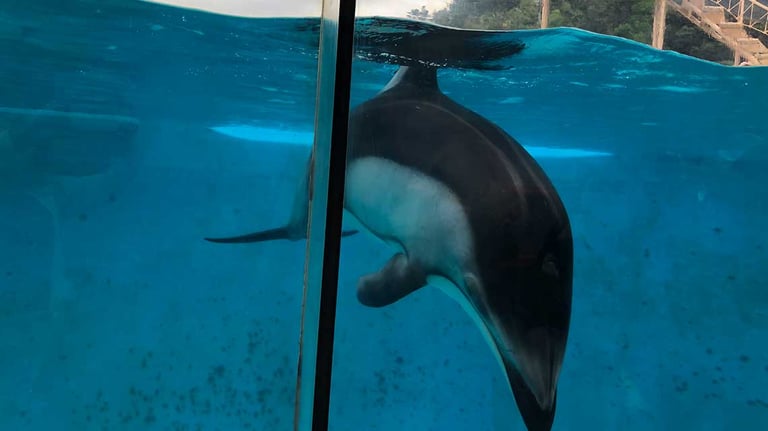 Shimoda Underwater Aquarium marine stadium view 768x432