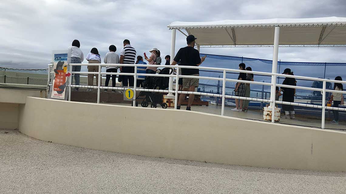 Accessible dolphin feeding area