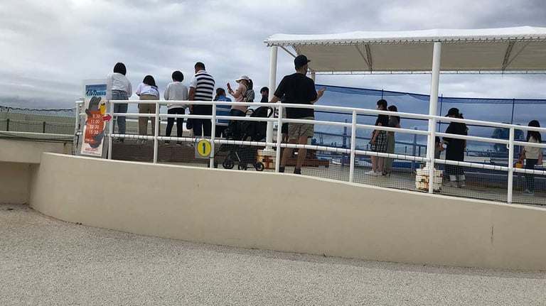 Okinawa Churaumi Aquarium dolphin feeding 768x432