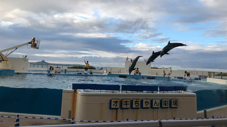 Okinawa Churaumi Aquarium okichan theater 768x432