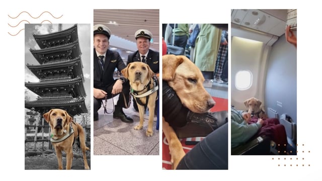 A collage of pictures of Assistance Dog Nixon