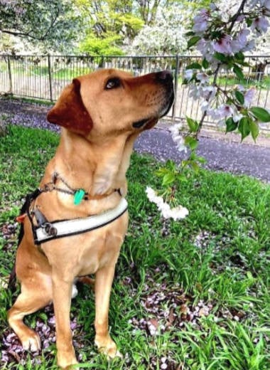 Nixon sniffing sakura blossoms