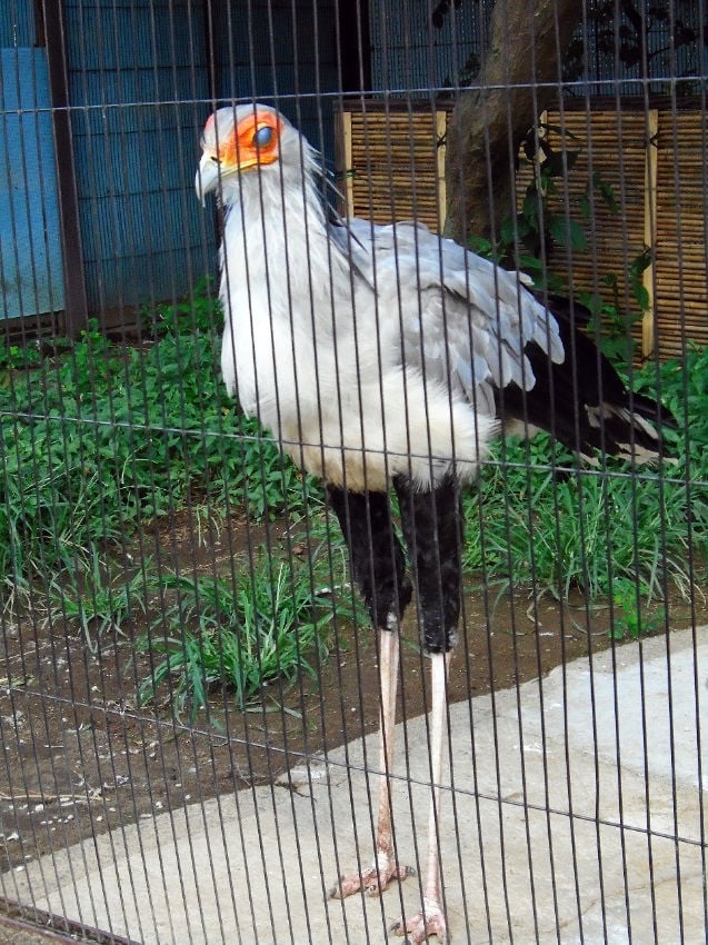 ueno zoo Secretary Bird